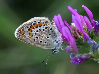 Plebejus (Plebejus) argus