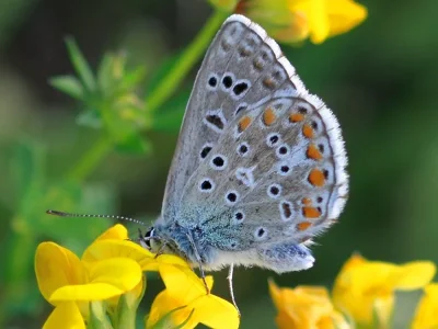 Polyommatus (Lysandra) bellargus