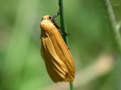 Eilema (Wittia) sororcula