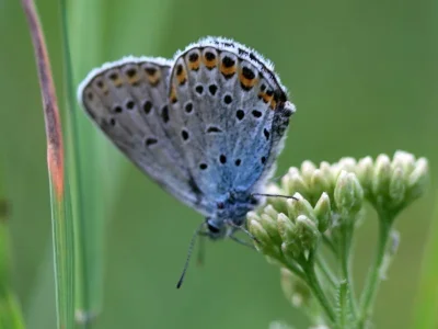 Plebejus (Lycaeides) argyrognomon