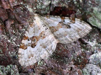 Xanthorhoe montanata