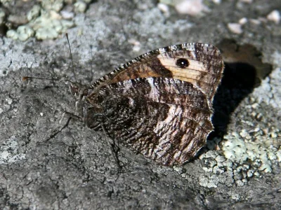 Hipparchia (Parahipparchia) semele
