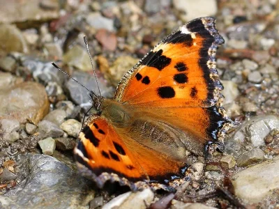 Nymphalis (Nymphalis) xanthomelas