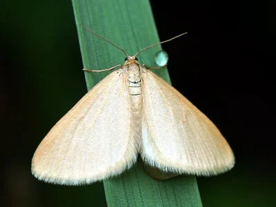 Minoa murinata