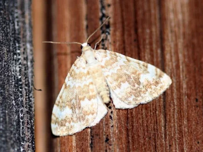 Perizoma flavofasciata