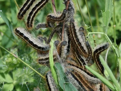 Malacosoma (Malacosoma) franconica