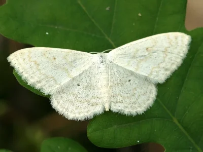 Scopula (Ustocidalia) floslactata