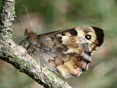 Pararge aegeria