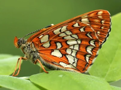 Euphydryas (Hypodryas) maturna