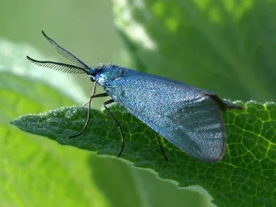 Jordanita (Roccia) budensis