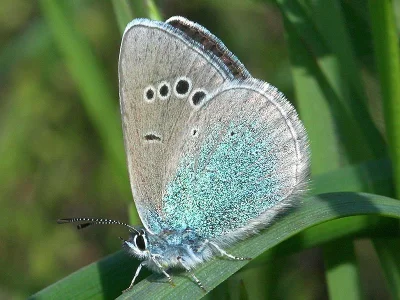 Glaucopsyche alexis