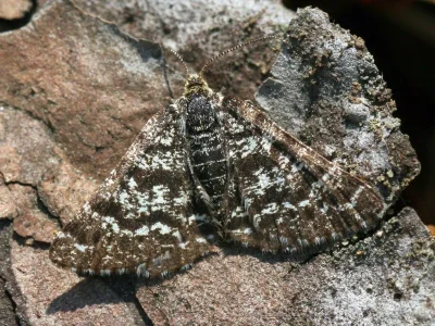 Macaria carbonaria