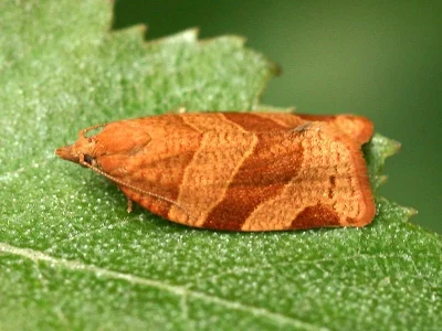 Pandemis cinnamomeana