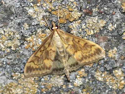 Ostrinia nubilalis