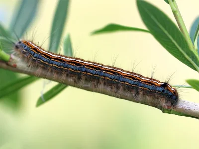 Malacosoma (Clisiocampa) neustria