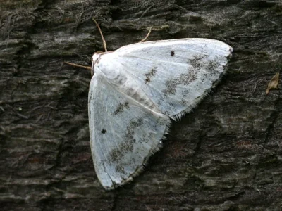 Lomographa temerata