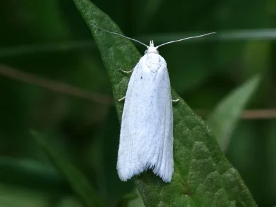 Eana (Eutrachia) argentana