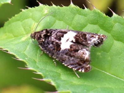 Notocelia tetragonana