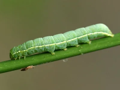 Orthosia (Orthosia) incerta