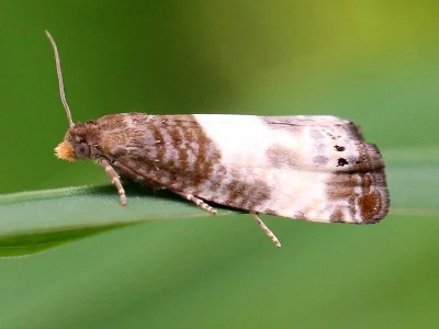 Notocelia cynosbatella