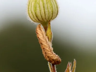 Hadena (Hadena) bicruris