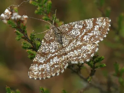 Ematurga atomaria