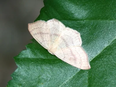 Cyclophora (Codonia) linearia