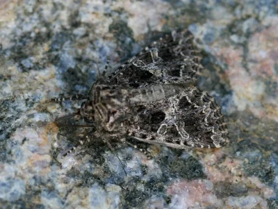 Hadena (Hadena) bicruris