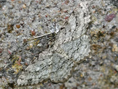 Ectropis crepuscularia