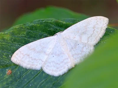 Scopula (Ustocidalia) floslactata