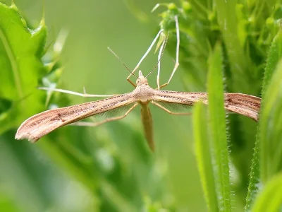 Stenoptilia pterodactyla