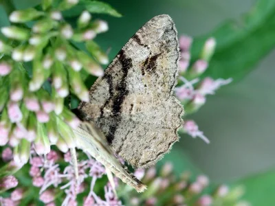 Alcis deversata