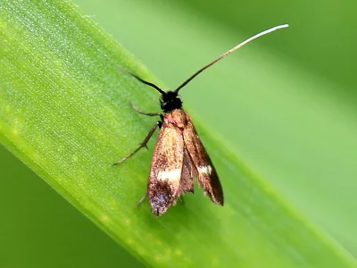 Cauchas fibulella