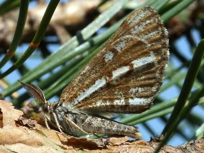 Bupalus piniaria