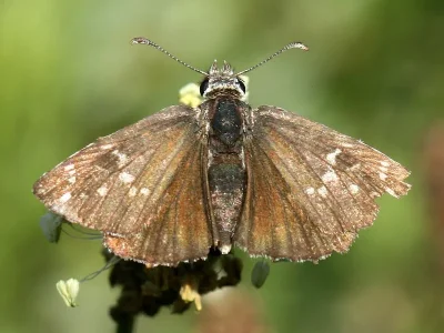 Pyrgus serratulae