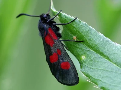 Zygaena (Zygaena) trifolii