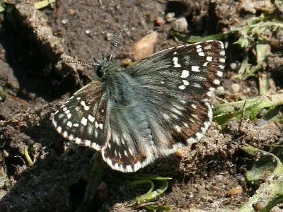 Pyrgus carthami