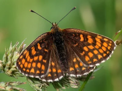 Melitaea (Mellicta) britomartis