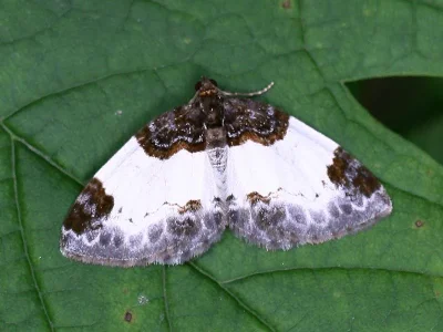 Mesoleuca albicillata