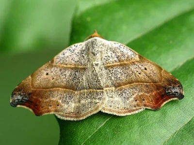Laspeyria flexula