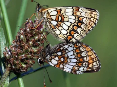 Melitaea (Mellicta) athalia
