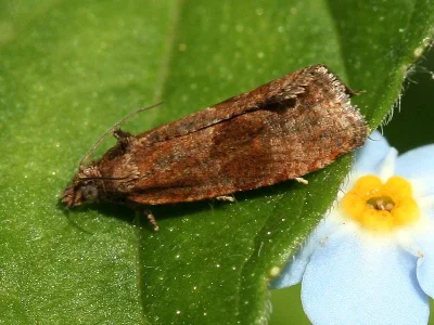 Endothenia ericetana