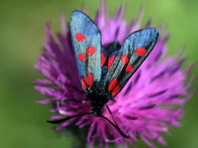 Zygaena (Zygaena) angelicae