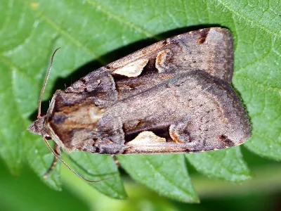 Xestia (Megasema) c-nigrum