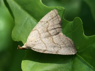 Pechipogo (Pechipogo) strigilata