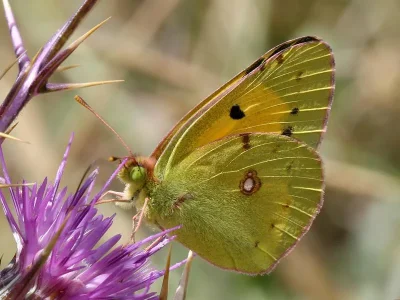 Colias croceus