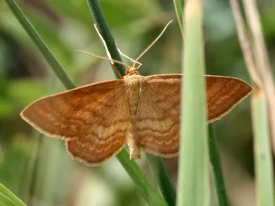 Idaea serpentata