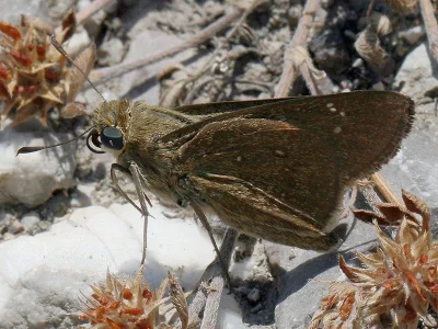Pelopidas thrax