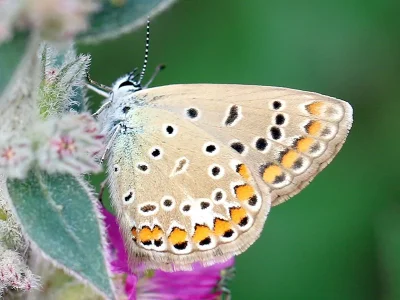 Polyommatus (Polyommatus) icarus