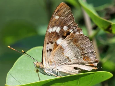 Apatura ilia